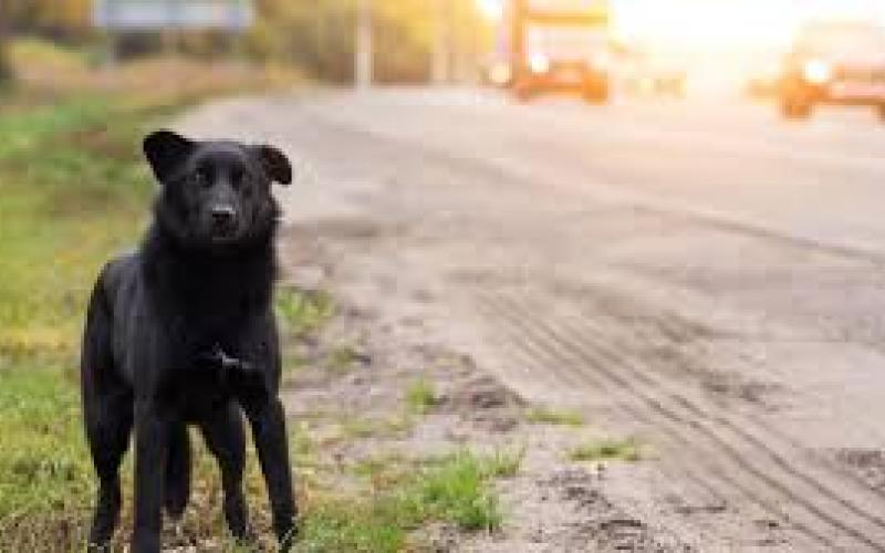  Hombre evita atropellar perro y termina seriamente lesionado