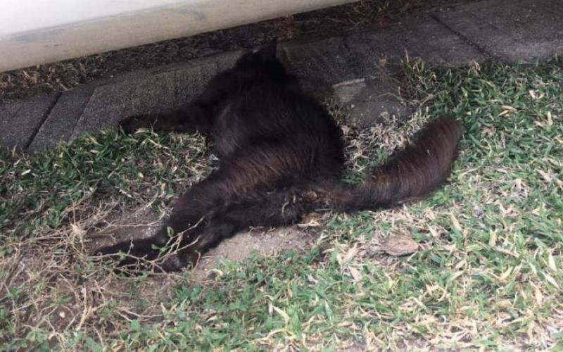 Ya son tres días seguidos de envenenamiento de perros y gatos en Punta Caracol  Coatzacoalcos