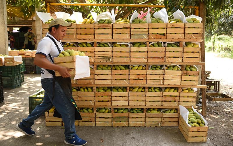 Cabe mencionar que en los últimos años, la malanga ha sido uno de los mayores productos que representan la zona central del estado con grandes producciones a exportar a Estados Unidos.