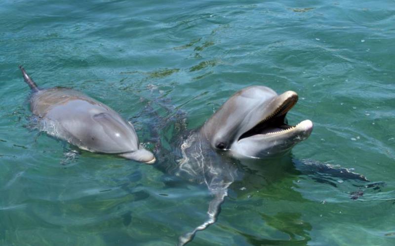 ¡Punto para los Delfines! Ellos sí se saben los nombres de sus amigos