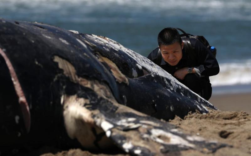 Encuentran cuatro ballenas grises muertas en zona de San Francisco