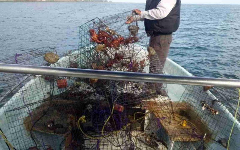 Al menos 377 mil 178 kilogramos de productos marinos fueron incautados: Conapesca