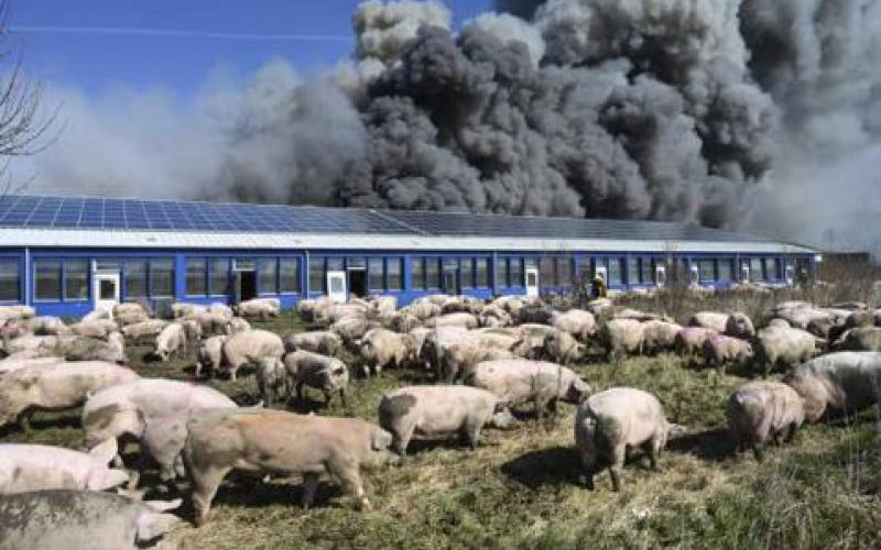 Incendio de criadero porcino en Alemania, mata a 55 mil cerdos