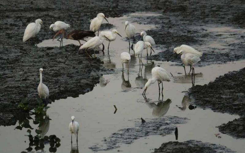  Poco a poco la sequía ha terminado con varias lagunas de Veracruz