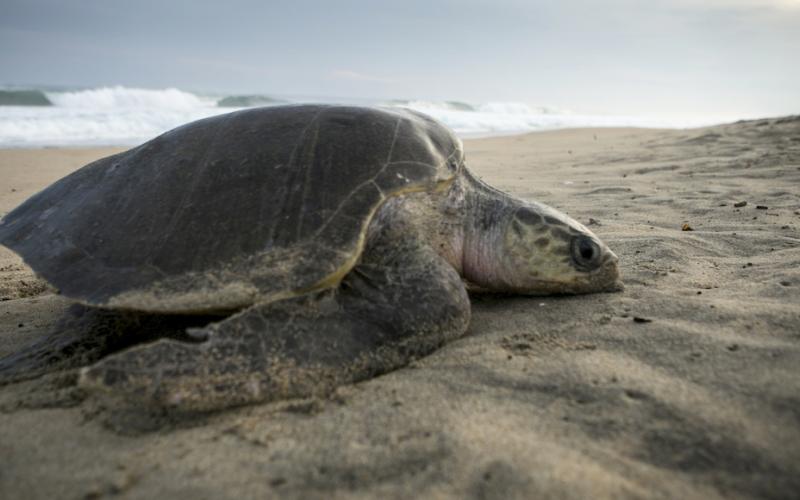 Resguardan casi mil huevos de tortuga Lora en Veracruz