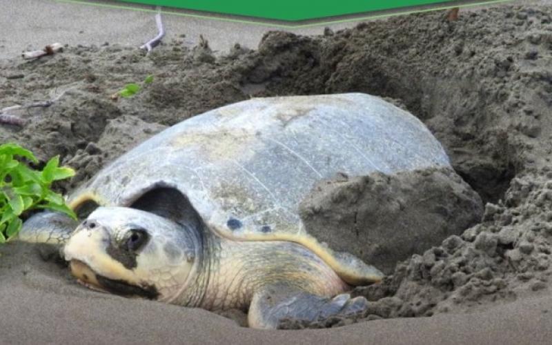 Resguardan 124 huevos de tortugas en Boca del Río