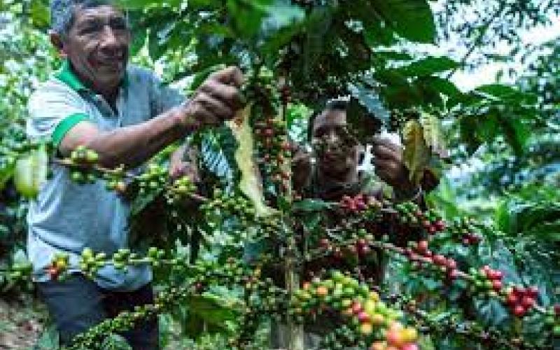  Se desploma un 70% la producción cafetalera en la región de Orizaba