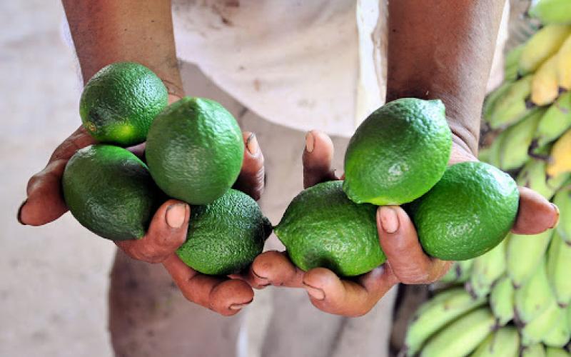 Productores de limón en Veracruz, demandan precio justo