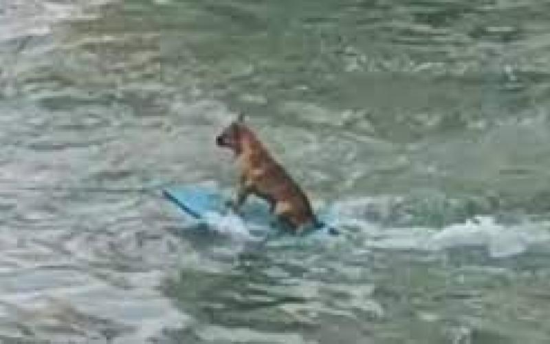 Se observa a perro surfeando en río de Alvarado, Veracruz