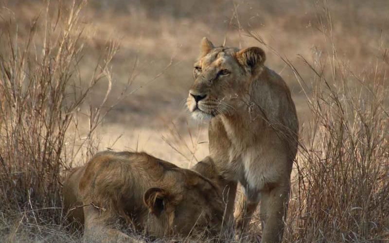 Covid mata a leona de zoológico de la India