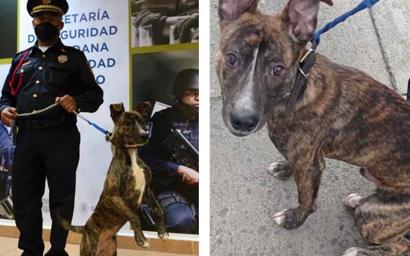 Policía adopta a perrito abandonado en un poste