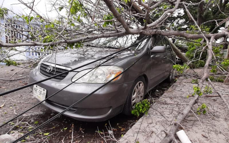 Se derrumba árbol sobre vehículos y tira un poste en Veracruz