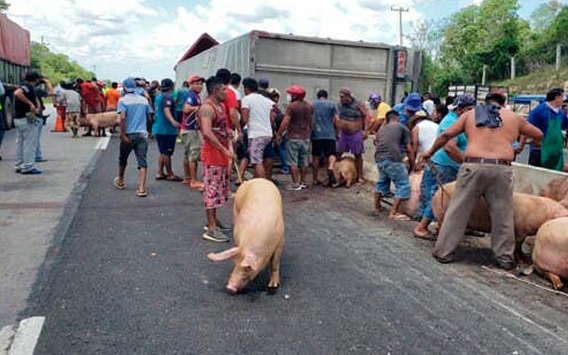 Pobladores hacen rapiña tras volcar camión cargado de cerdos en Cosoleacaque