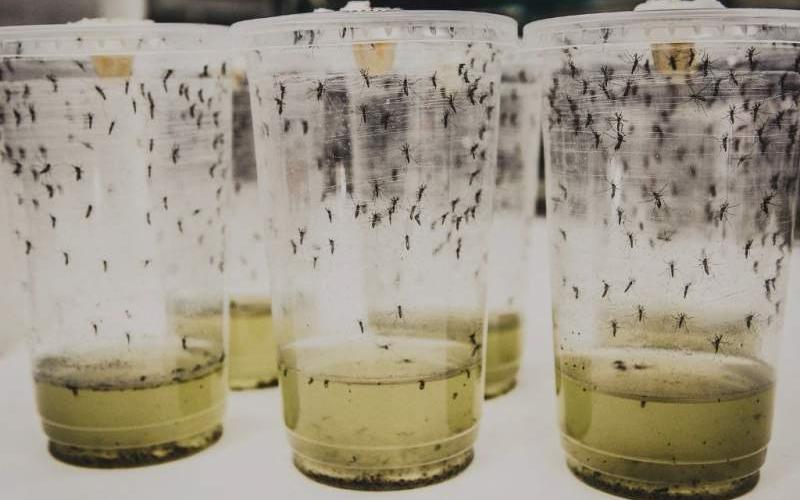 Estudio sobre el dengue aporta esperanzas para contener el virus