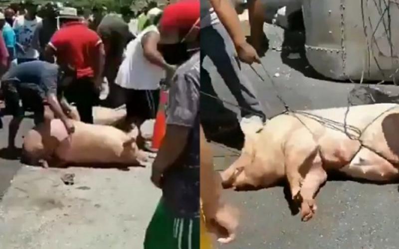 Vuelca camión cargado de cerdos, habitantes cometen rapiña