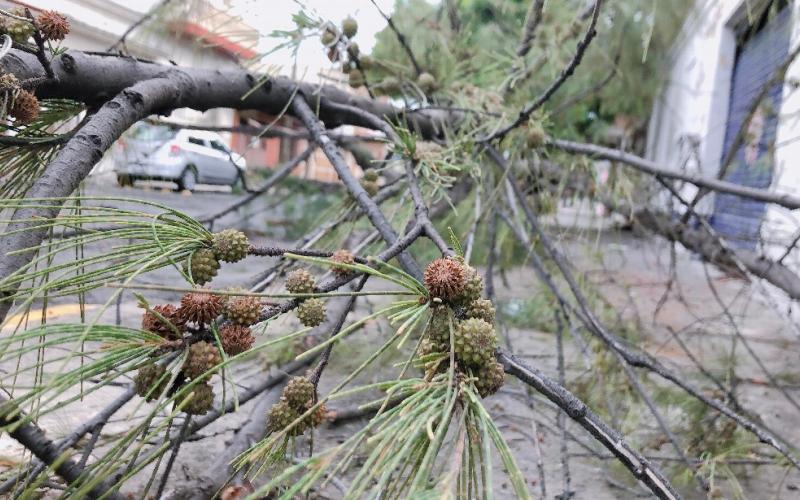 Precaución, cae pino en calle de Veracruz