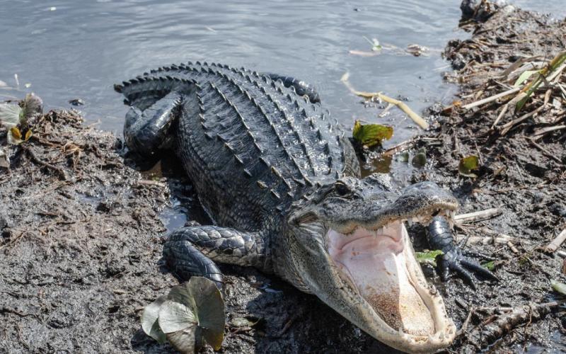 Hasta 6 cocodrilos merodean zona de Boca del Río