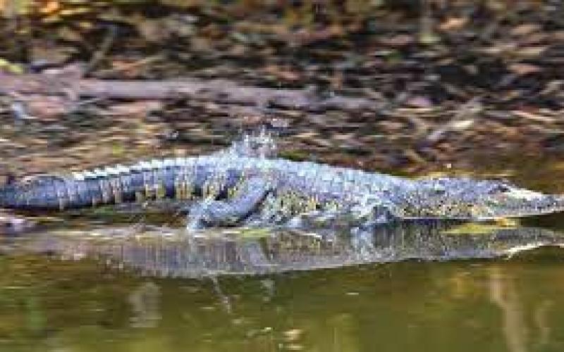 Capturan a un cocodrilo en Boca del Río, Veracruz 