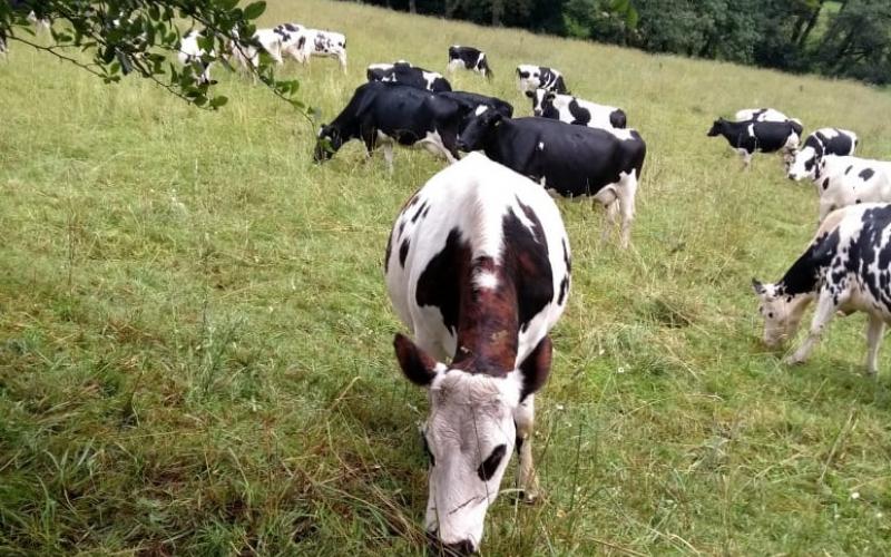 Sufren ganaderos de Veracruz: ladrones matan las reses en sus ranchos y se llevan la carne