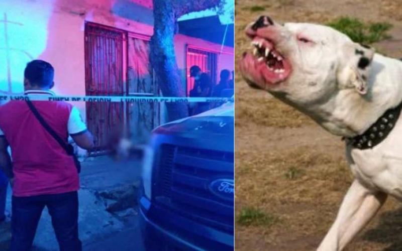 Perros pitbull atacan a joven en colonia de Veracruz, vecinos temen y piden ayuda