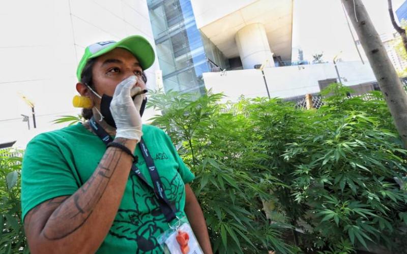 Movimiento Cannábico demanda sitios públicos para fumar mariguana en Xalapa