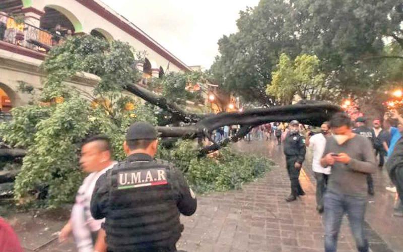 Están en riesgo los árboles centenarios de Oaxaca