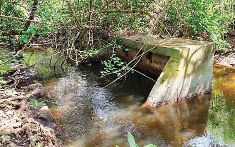 Manglares, el paraíso ultrajado; siguen sin plan integral de manejo