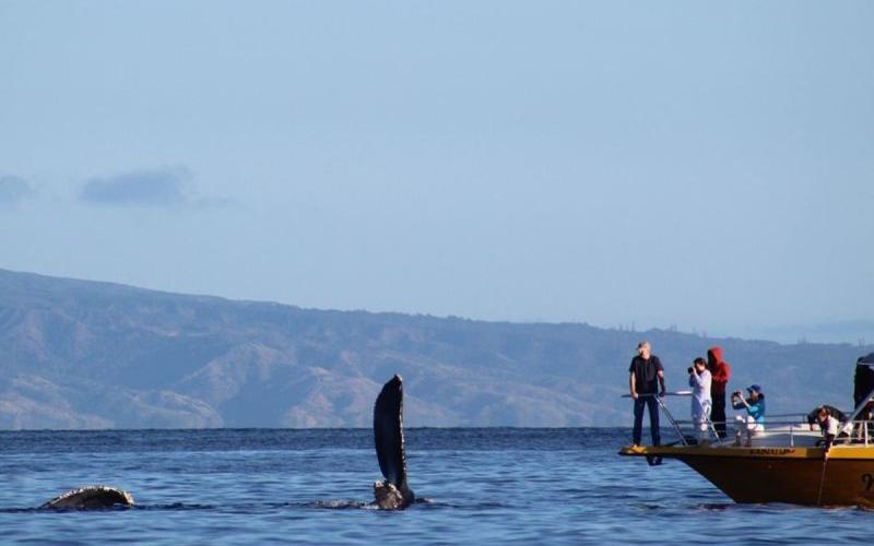 Miden el estrés de las ballenas provocado por barcos turísticos