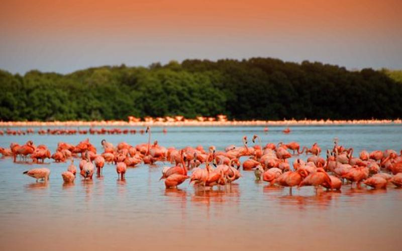 Flamencos pintan de rosa reserva en Yucatán