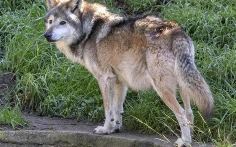 Capturan a lobo gris mexicano que escapó de parque en el Edomex
