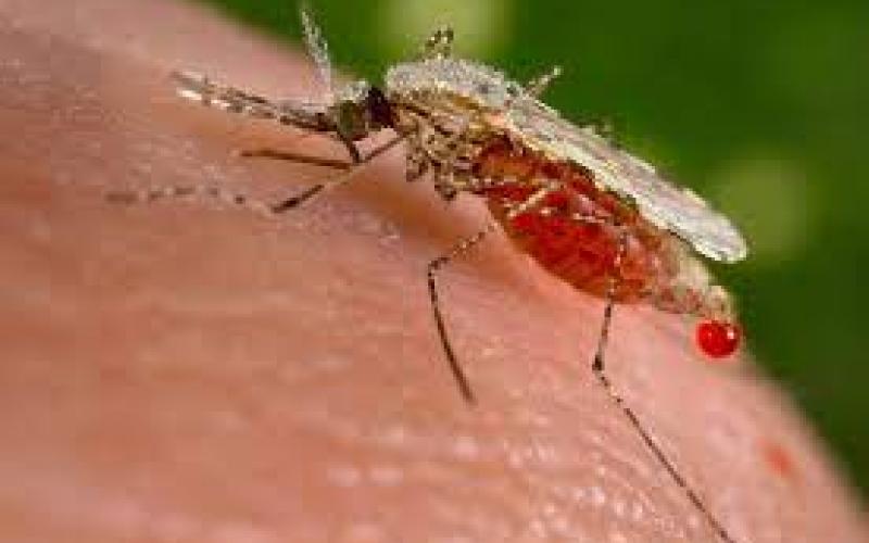 Costa Rica se mantiene en vigilancia ante brote de malaria