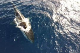 Ballena de 20 metros vaga sin cola y desnutrida en costa italiana