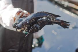 Denuncian pescadores contaminación del Río Coatzacoalcos por derrame industrial 