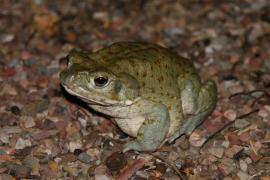 La lluvia provoca brote de Bufo alvarius