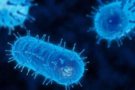 Un nuevo virus en Florida EEUU, la ameba "come cerebros"