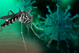 Grave complicación la prevención del dengue debido a la pandemia del coronavirus