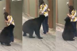 Nuevo León supera la cifra de 100 mil personas, a favor de no encerrar a oso de Chipinque en zoológico