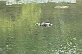  Encuentran flotando a un cadáver en las aguas del Río Papaloapan