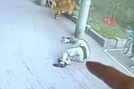 VIDEO: Un gato le cae en la cabeza a un hombre de la tercera edad y pide indemnización