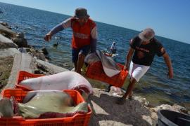 Establecen veda temporal para pesca de cangrejo azul en Veracruz