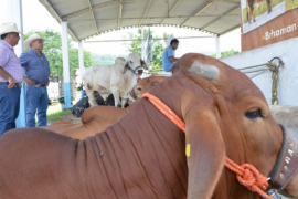 Piden posponer tianguis agropecuario a ejidales de Veracruz debido al COVID19