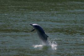 Delfines jorobado en Hong Kong por confinamiento por Covid-19