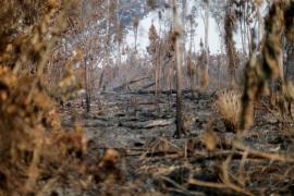 Países europeos instan a Brasil a tomar medidas contra la deforestación del Amazonas