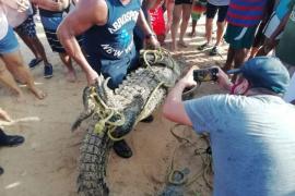  Atrapan a cocodrilo que deambulaba en playa de Acapulco