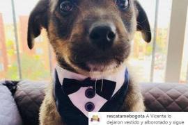 Perrito que dejaron plantado el día de su adopción se convierte en tendencia