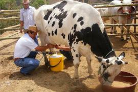 Faltas de pago por parte de Liconsa, productores de leche advierten bloqueos en Veracruz