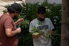 México, en la cima de la "fiebre verde" de la marihuana legal