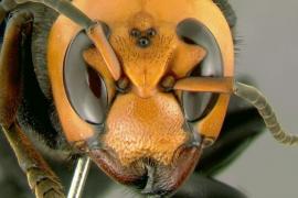 Escapa gigante avispón asiático, fue el segundo ejemplar capturado en Washington