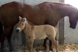 Caballo en peligro de extinción es clonado en zoológico de San Diego EEUU