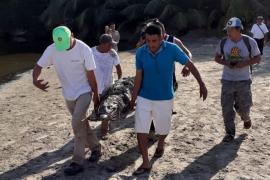 Un cocodrilo de gran tamaño fue capturado en Puerto Escondido, Oaxaca